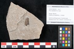 Foto (Objekt + Etikett) von Pinus taedaeformis Unger (NHMW-GEO-2024-0188-6653)